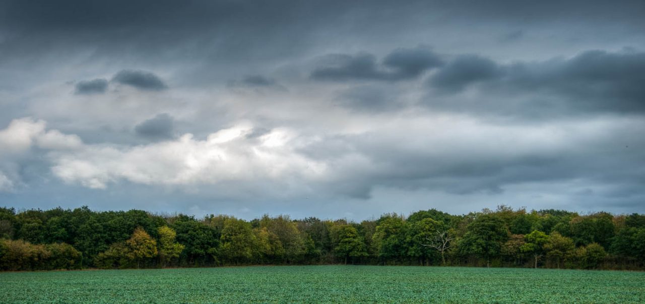 A View of Rowney Woods