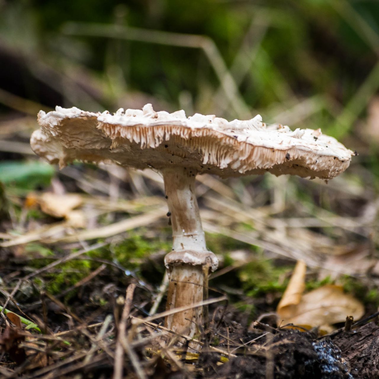 Funky Fungus in Rowney Woods