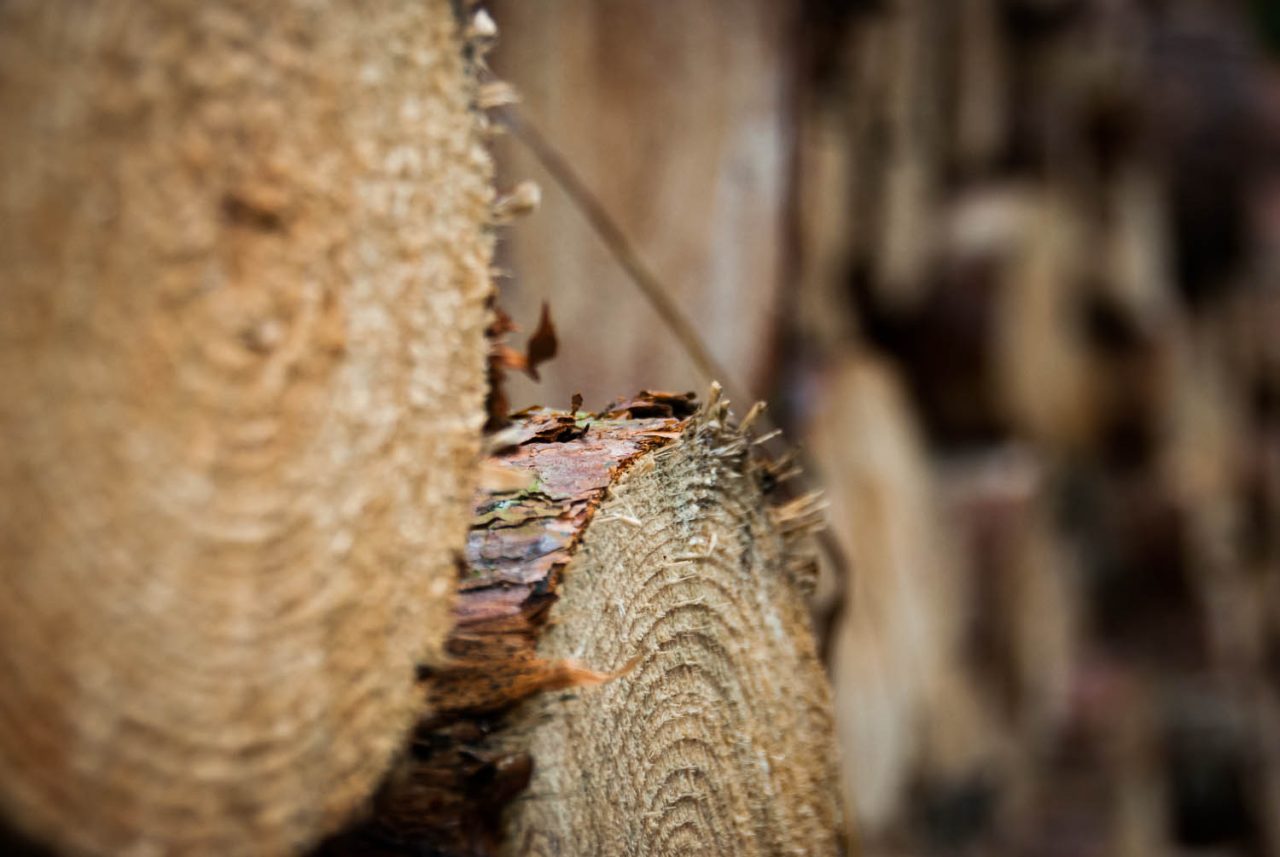 Cut Pine Logs