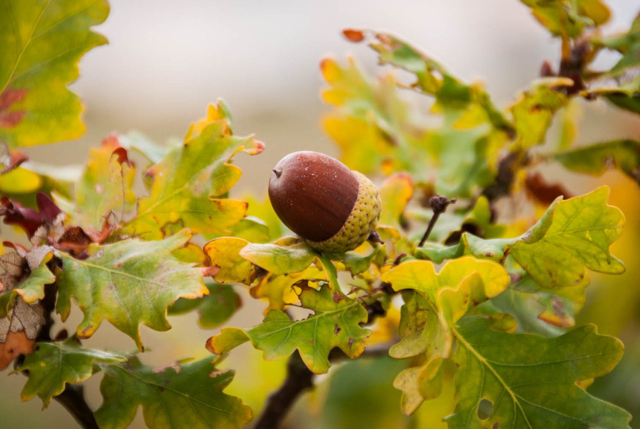 Autumn Acorns