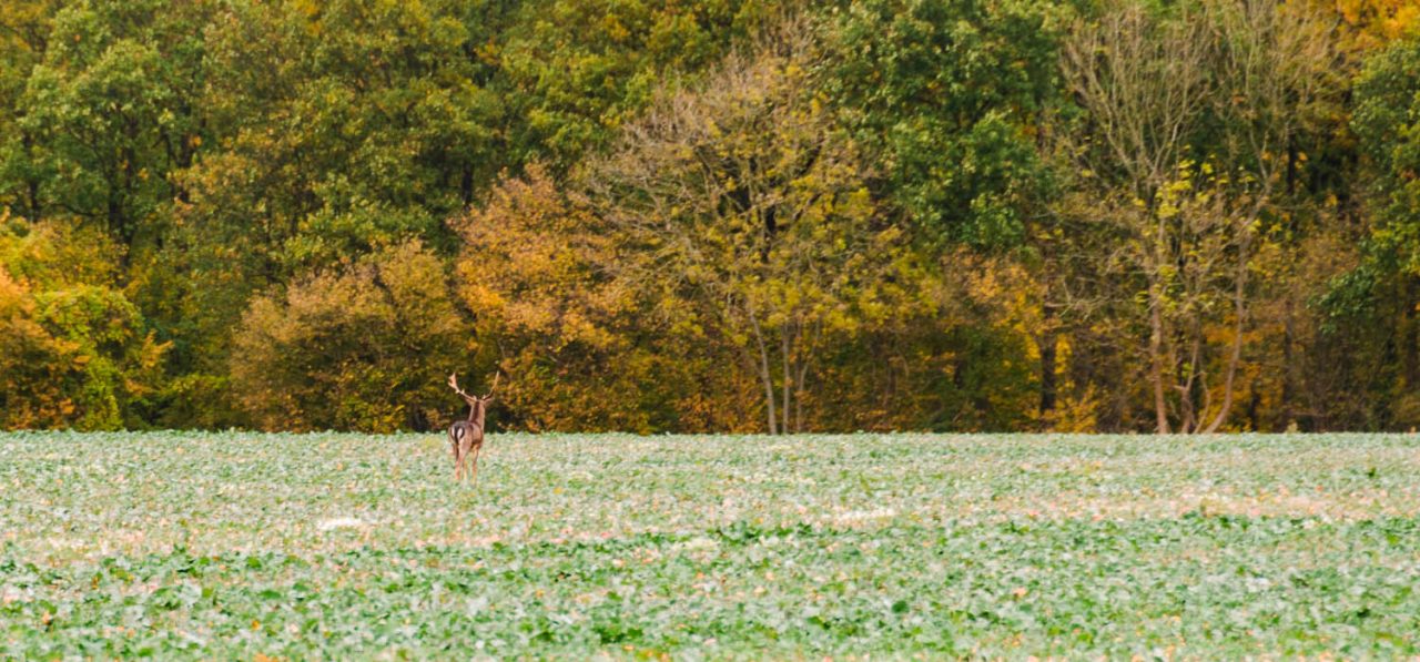 Fallow Deer Stag