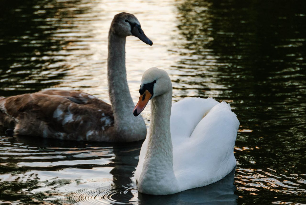 Swans on Doctors Pond