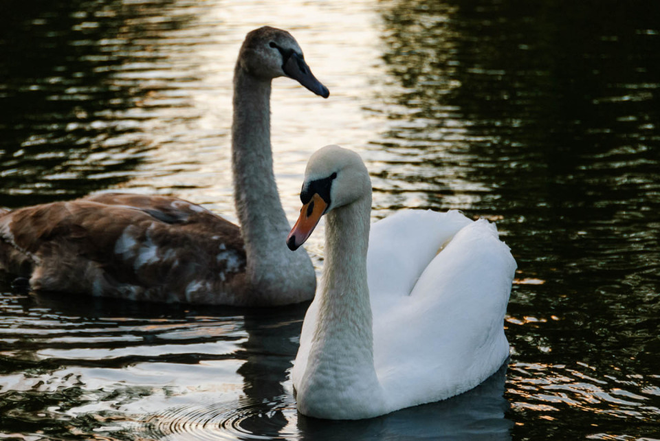 Swans on Doctors Pond