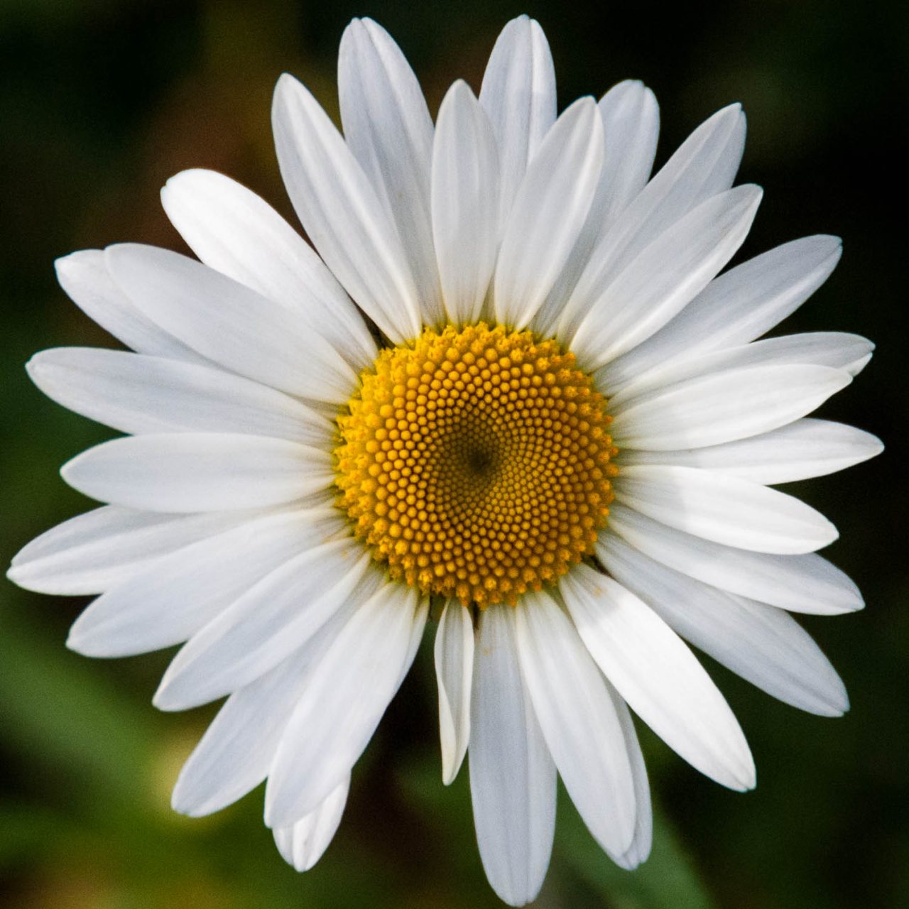 Hypnotic Daisy