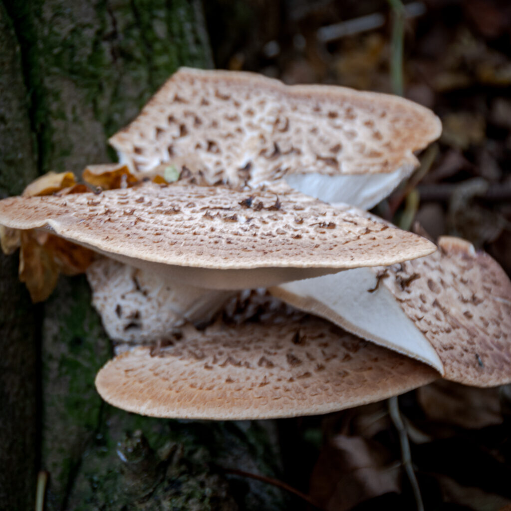 Plate Fungus