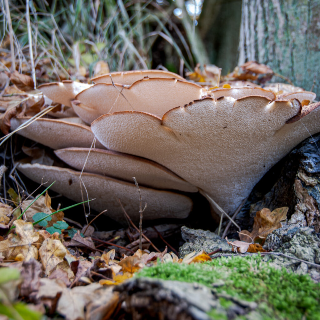 The underside of a Plate Fungus