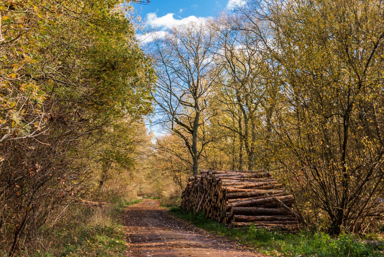 Rowney Woods Pine Logs