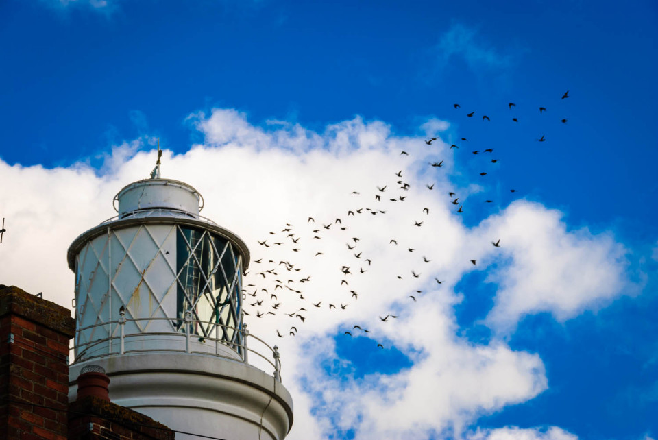 Southwold Lighthouse and the Starlings