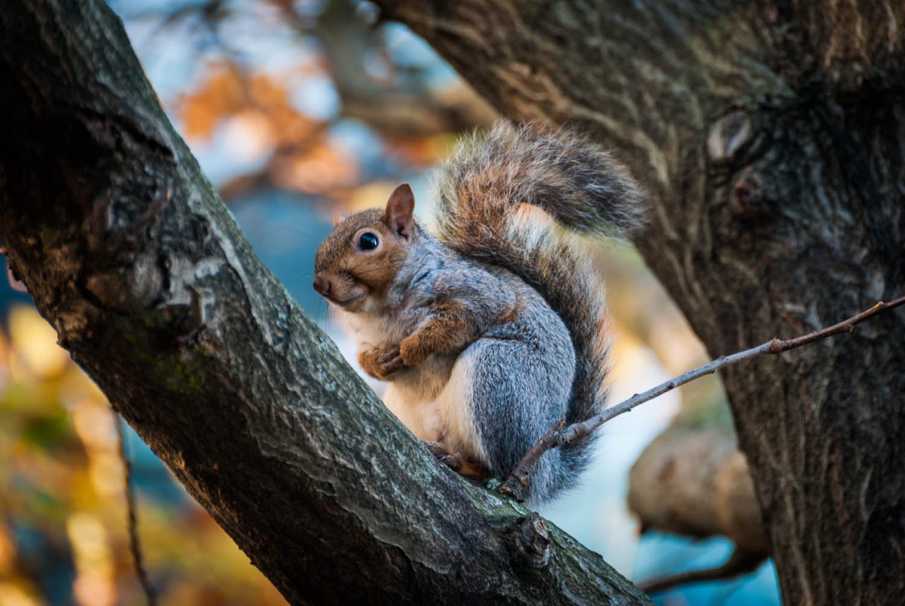 Squirrel of City Hall