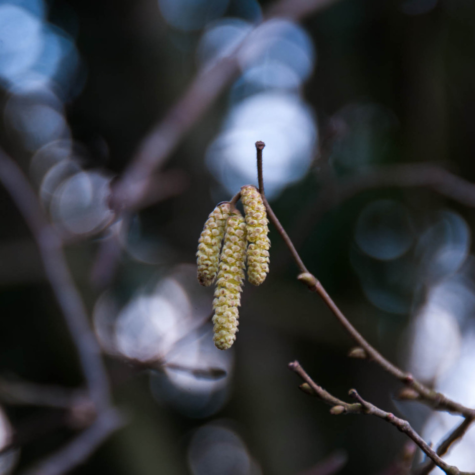 Catkins in Rowney Woods