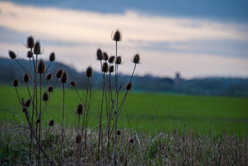 Teasels