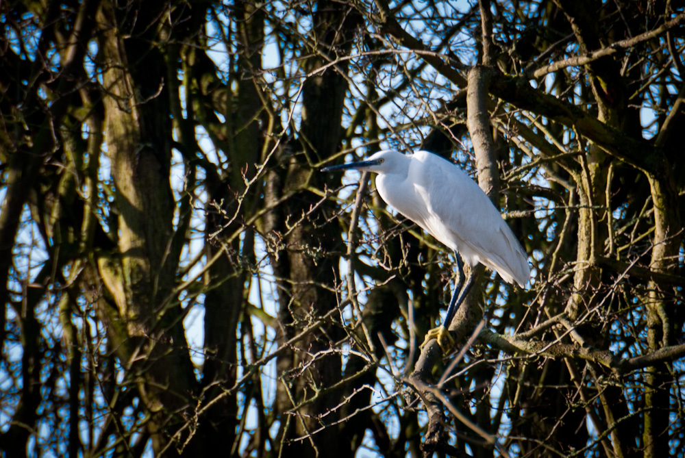Little Egret in Great Dunmow Little Egret in Great Dunmow