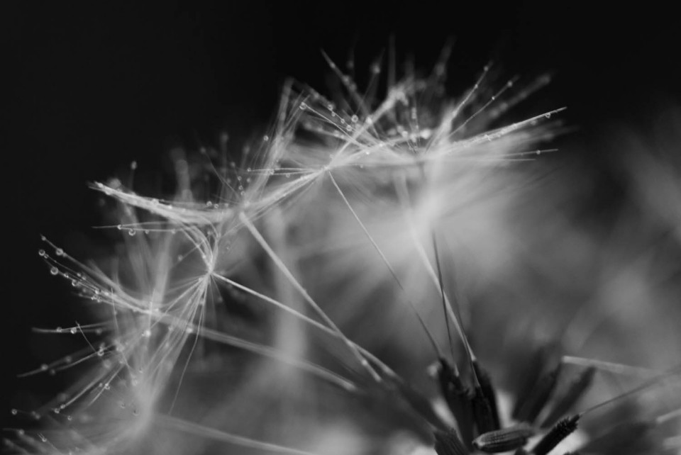 Ethereal - A dandelion seed head and water droplets