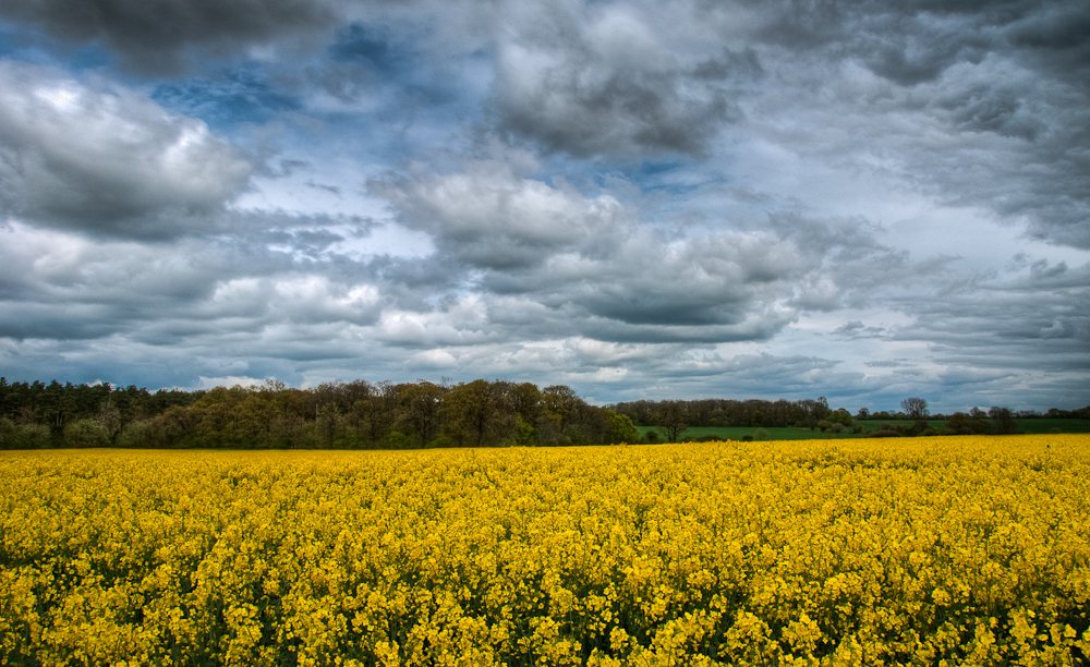 Oil Seed Rape at Rowney Woods