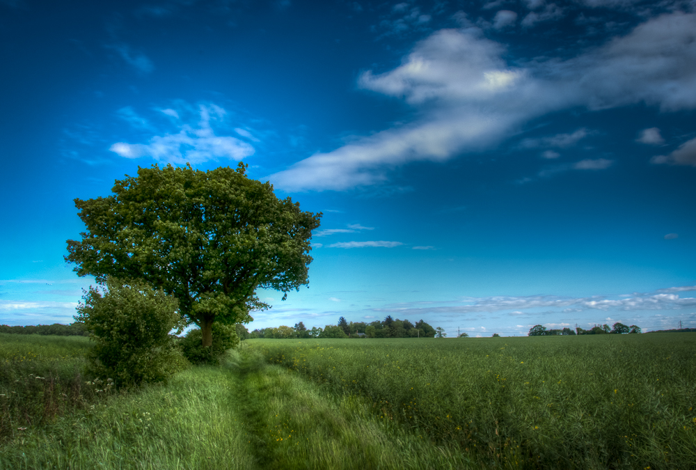 A tree by the field