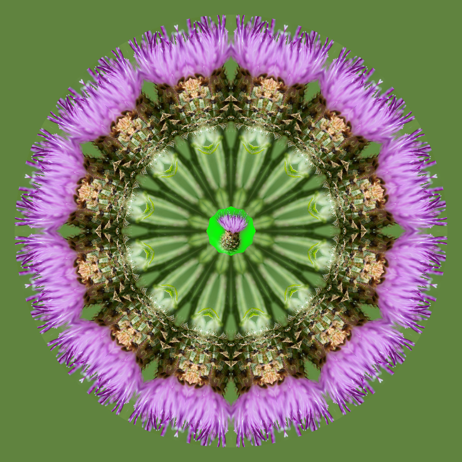 Kaliedothistle