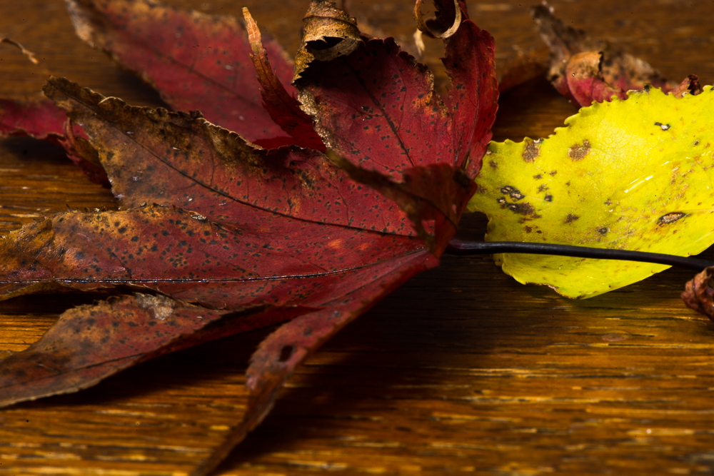 Red and Yellow Leaves