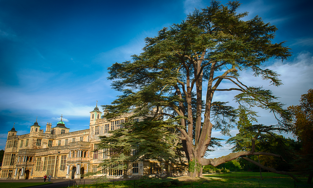 The Cedar at Audley End