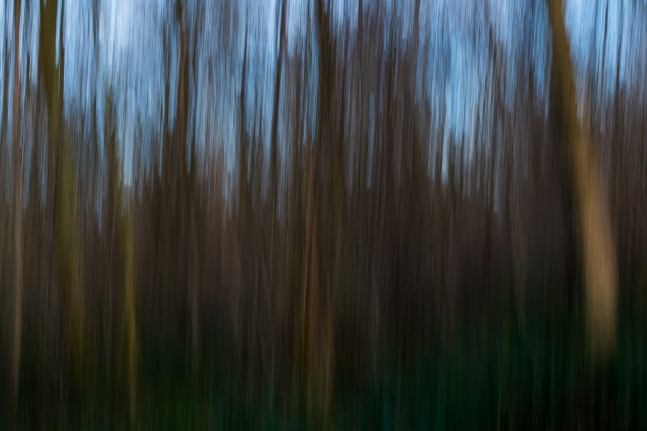 Can't See The Wood for the Trees
