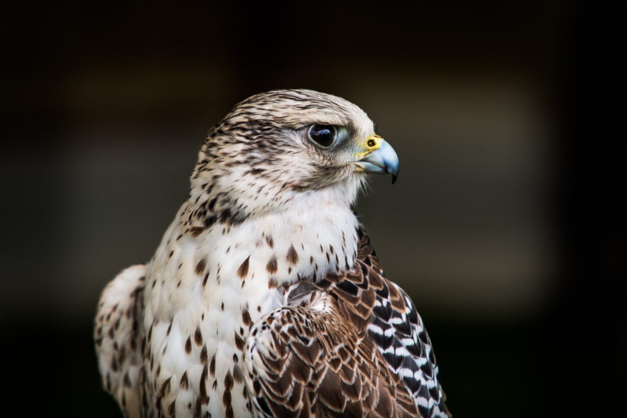 Kestrel