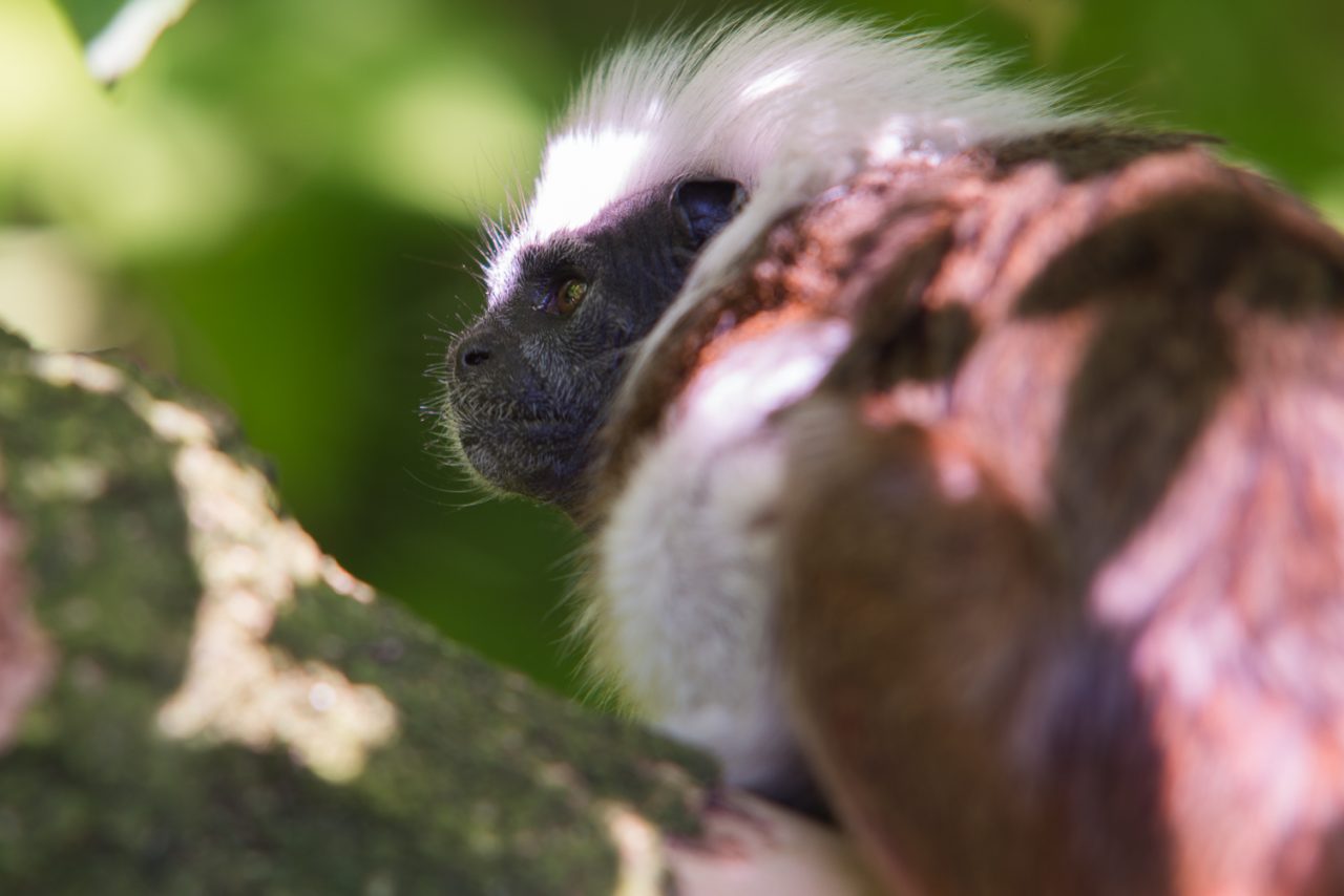 Cotton Top Tamarin