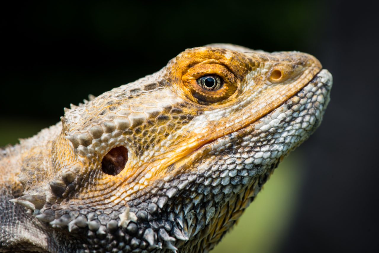 Bearded Dragon at Linton Zoo
