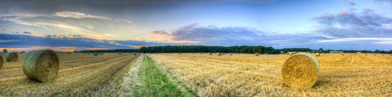 The Harvest