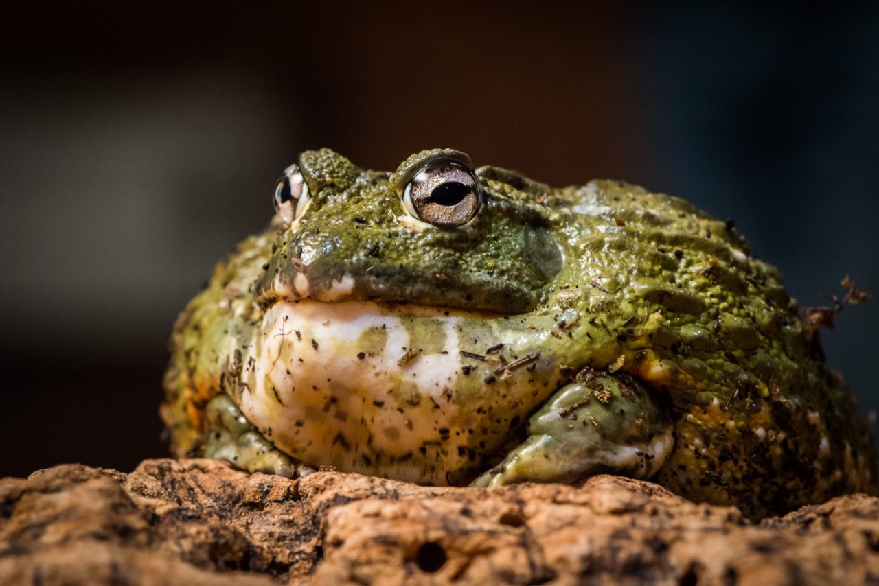 Benny Bullfrog-Edit