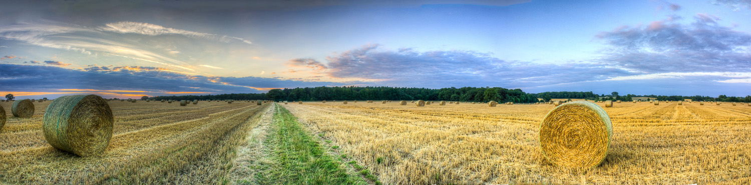 The harvest behind Rowney Woods near Debden, Essex