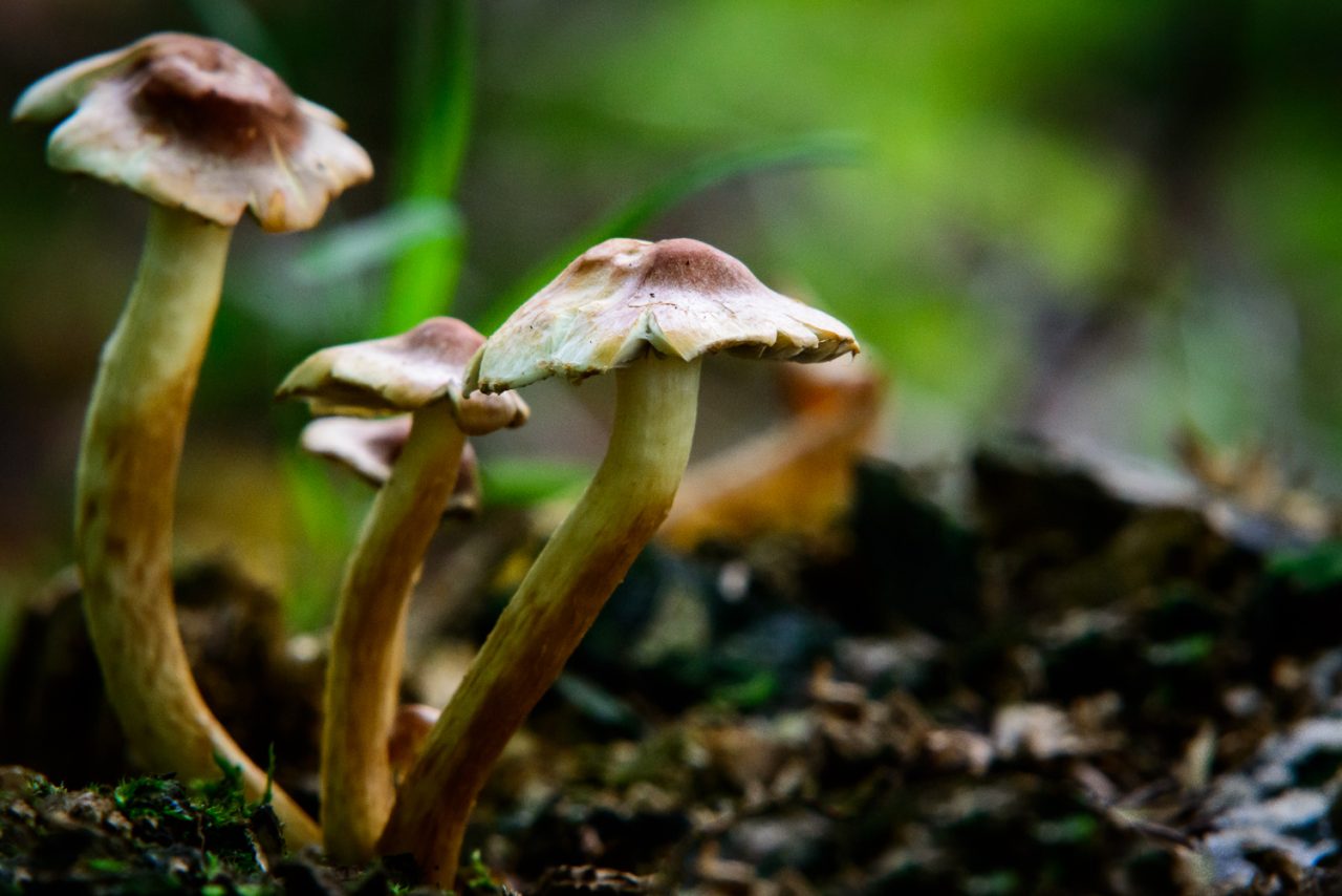Toadstools of Rowney Woods_
