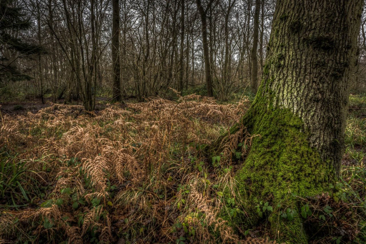 A Wet Winter in Rowney Woods, Debden, Essex