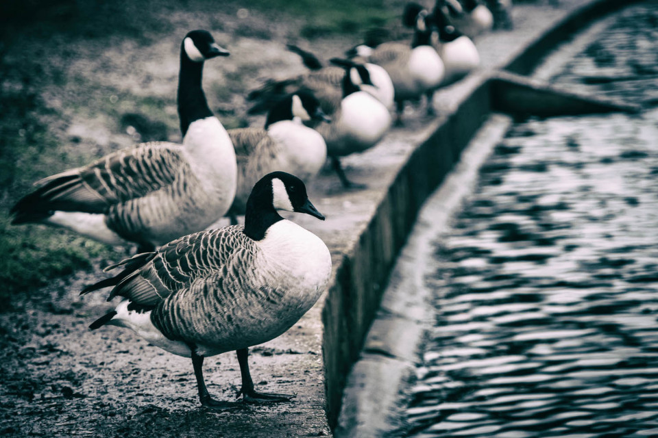The Canadian Geese are Lining Up around Doctors Pond