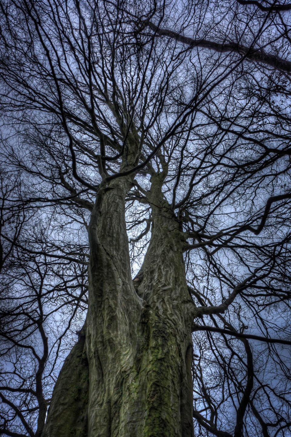 Looking Up - hornbeam Tree, Garnetts Wood, Barnston