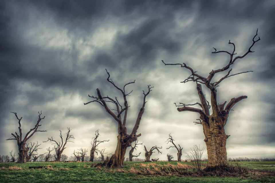 The Dead Trees of Mundun, Essex