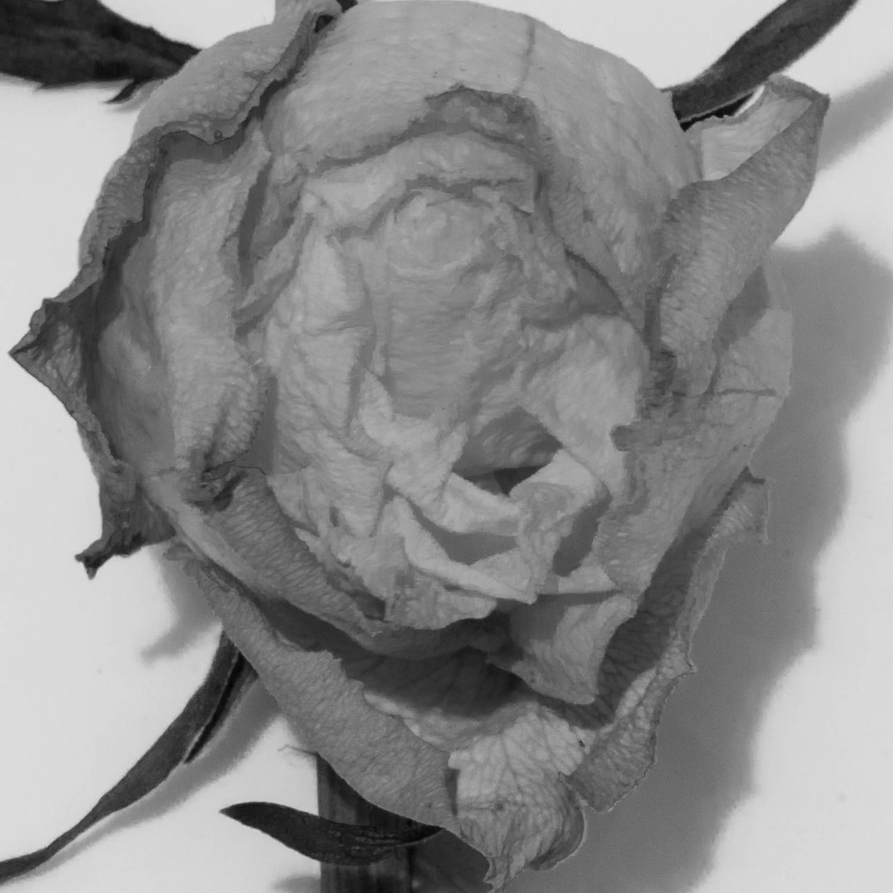 Wilted rose