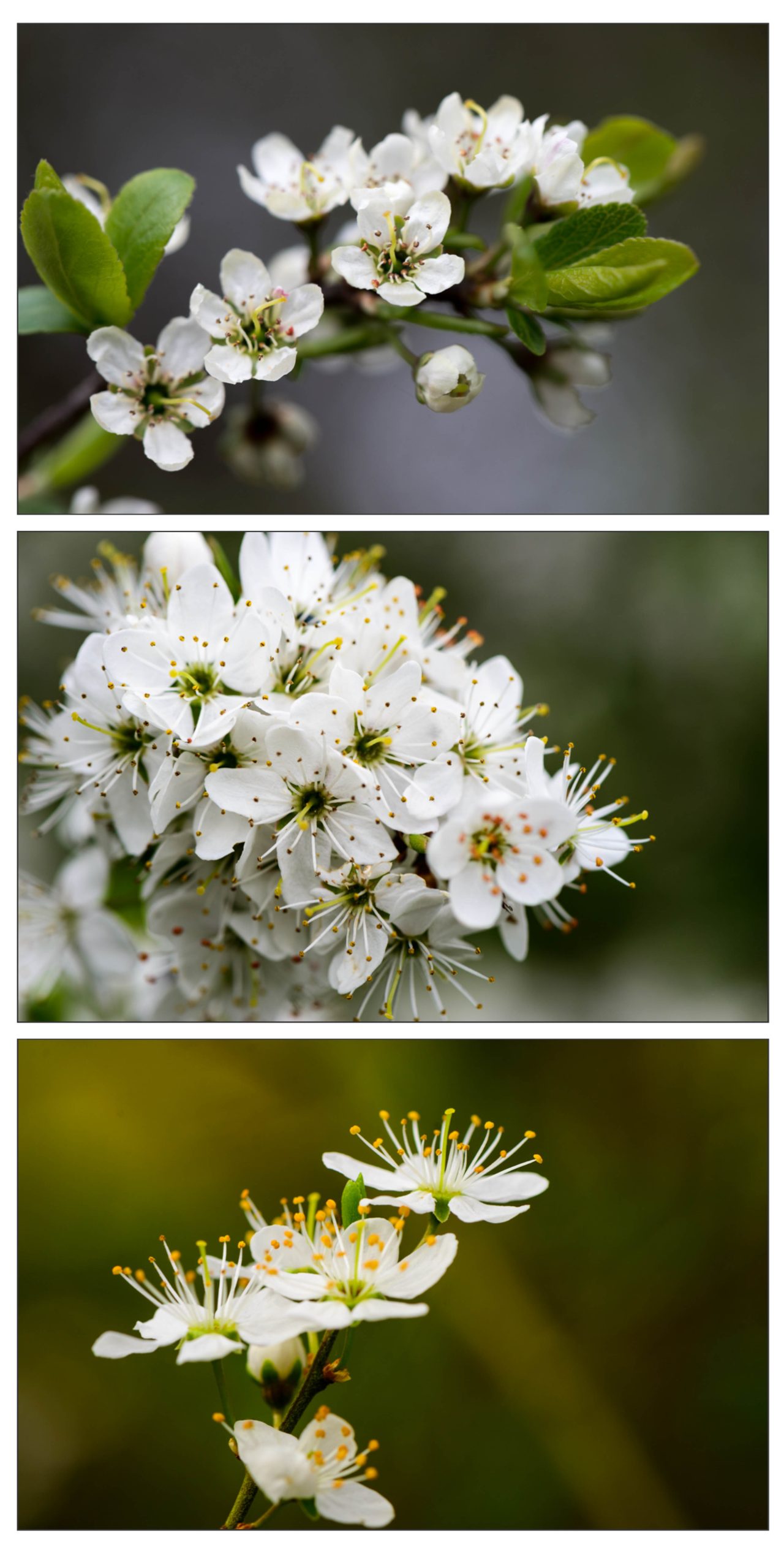 A Riot of Blossom