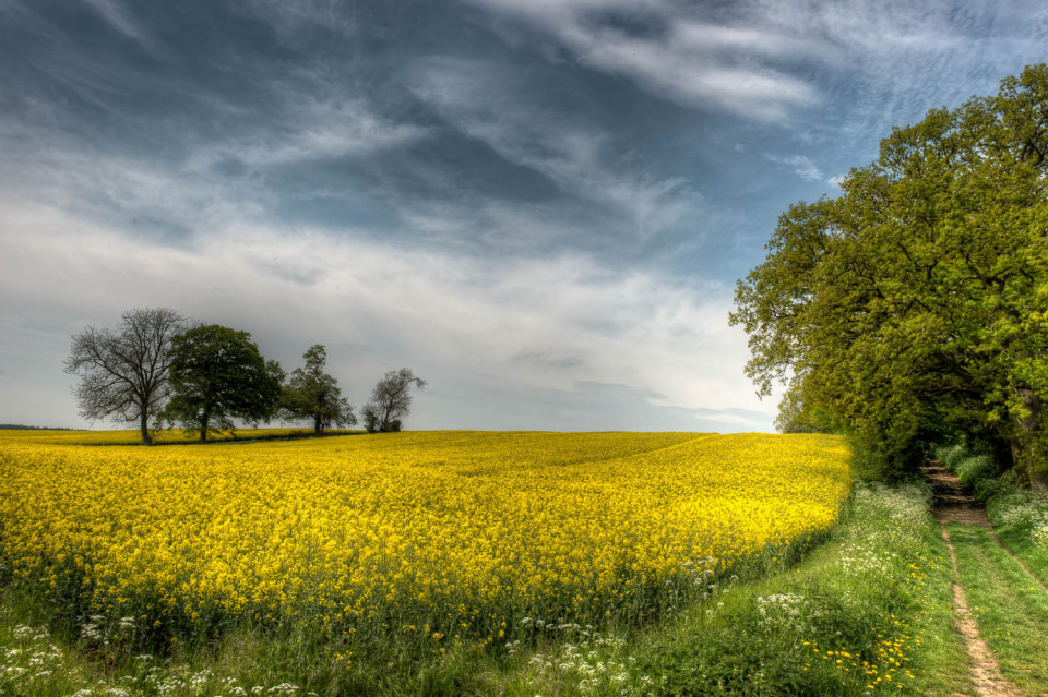 Rickling Green and the Quendon Estate