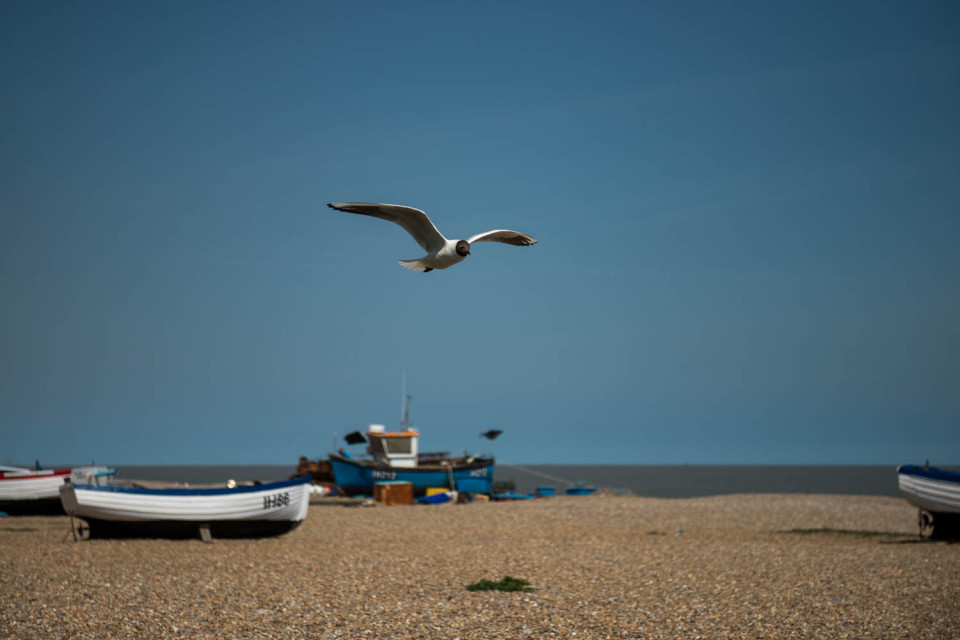 Black-headed Gull at Aldeburgh