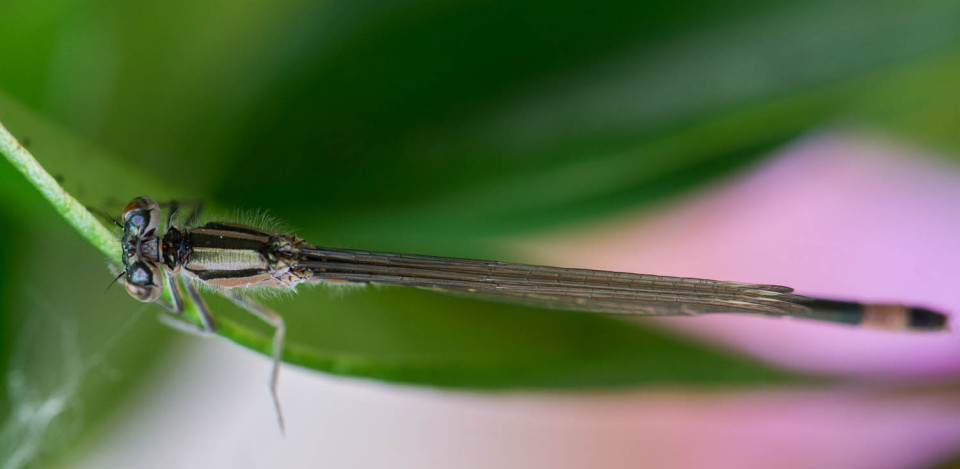 Emerald Damselfly