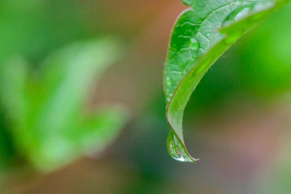 Raindrop