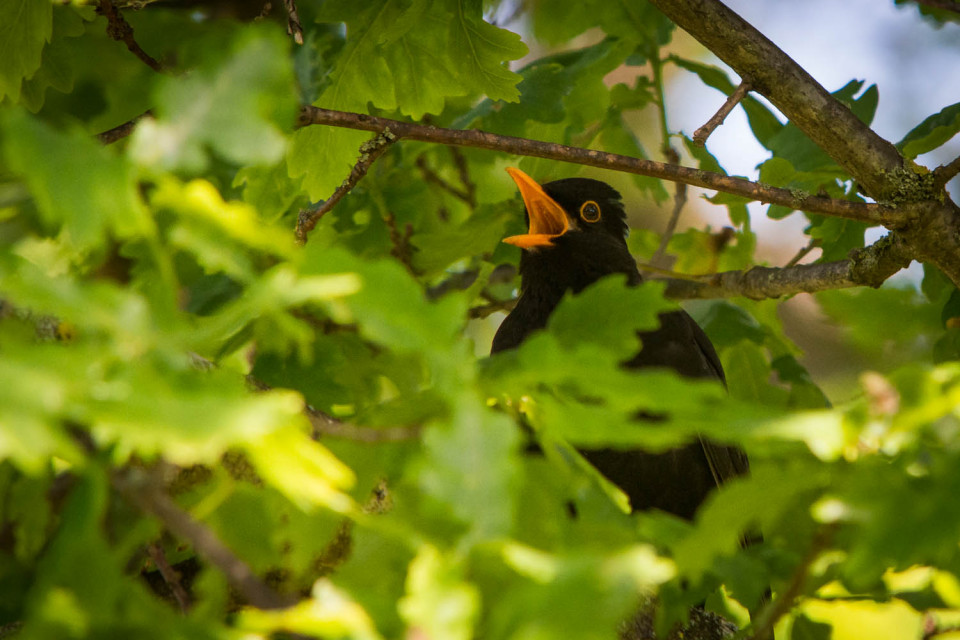 Sing For Your Supper