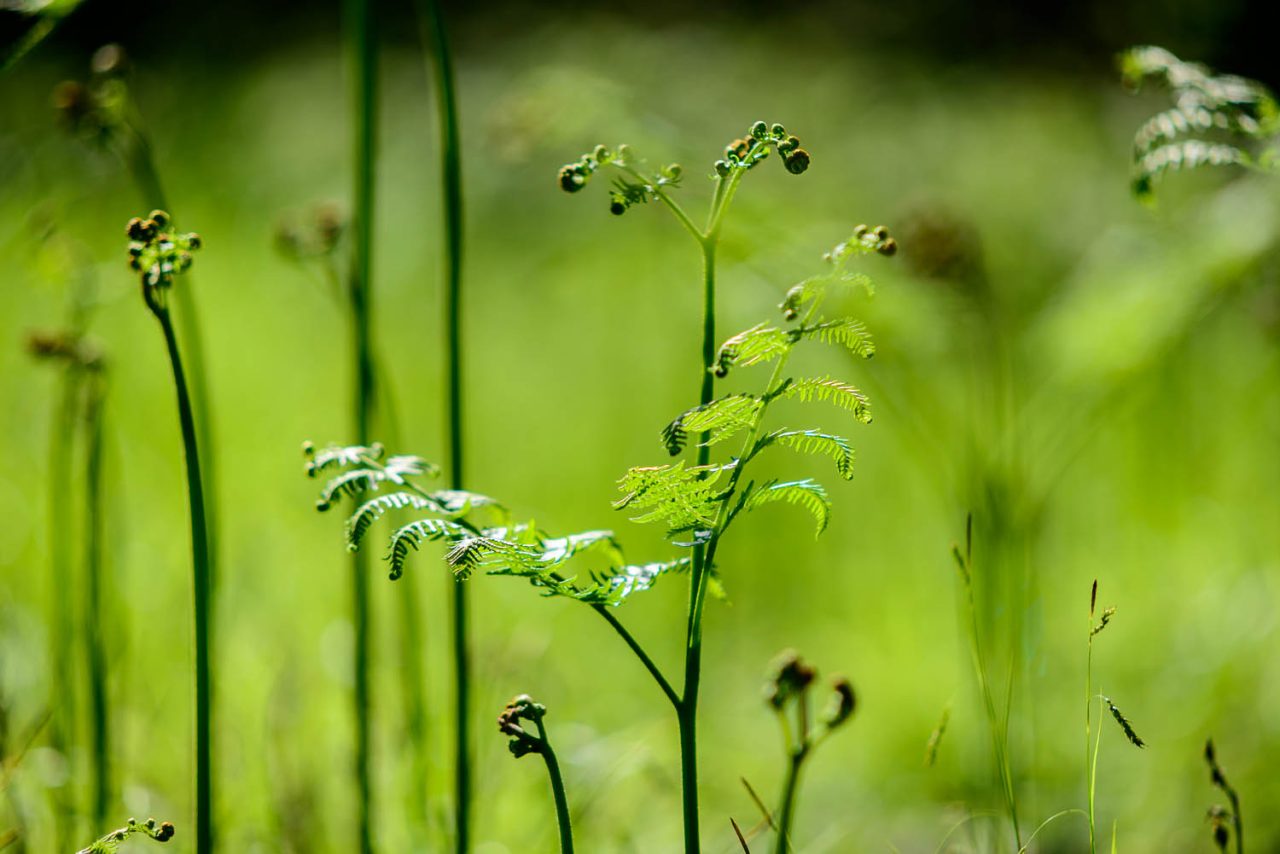 Unfurling