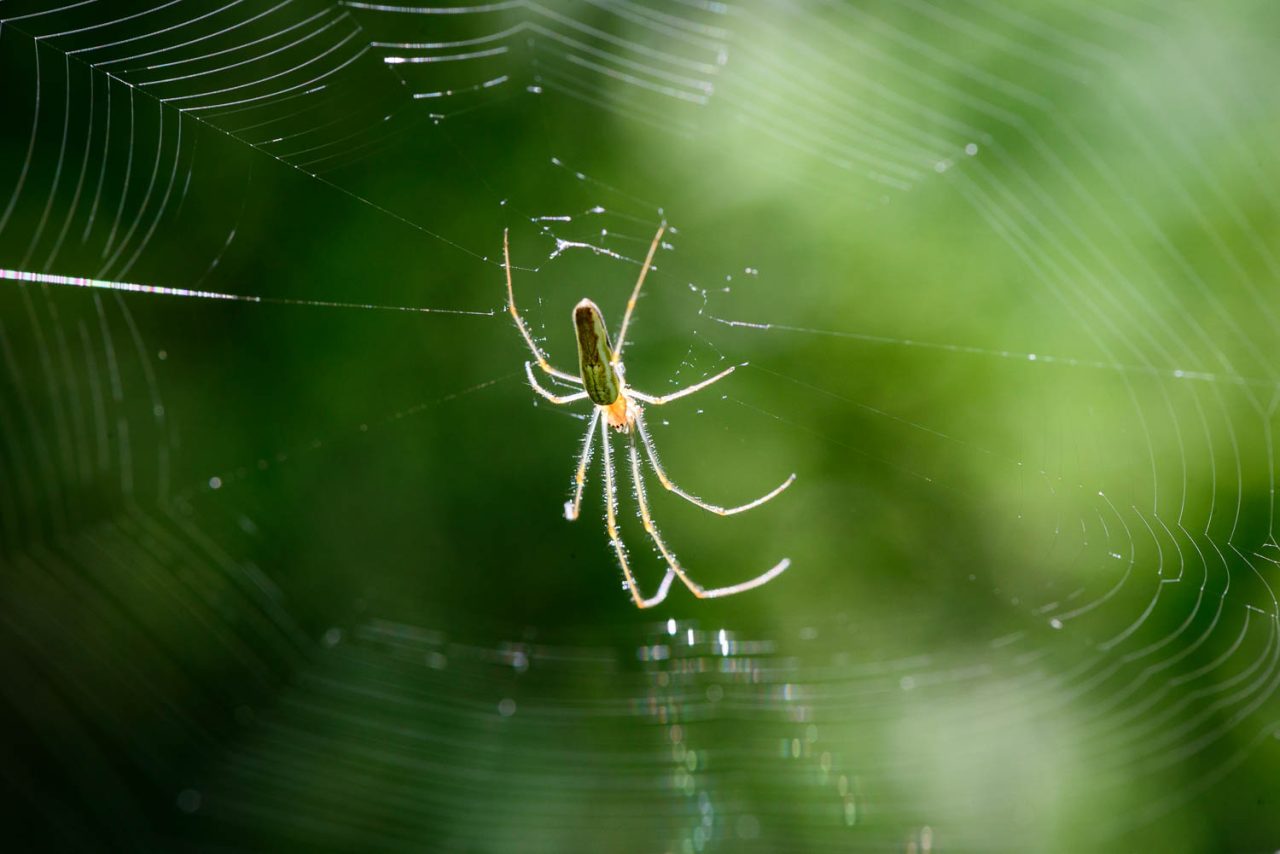 Long-jawed Orb-weaver Spider - Tetragnatha extensa