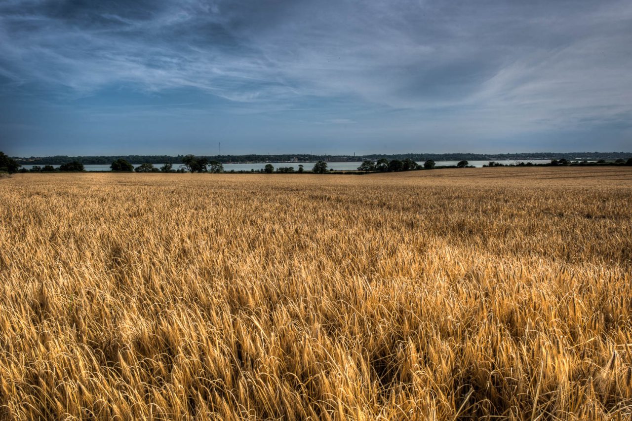 Golden Barley