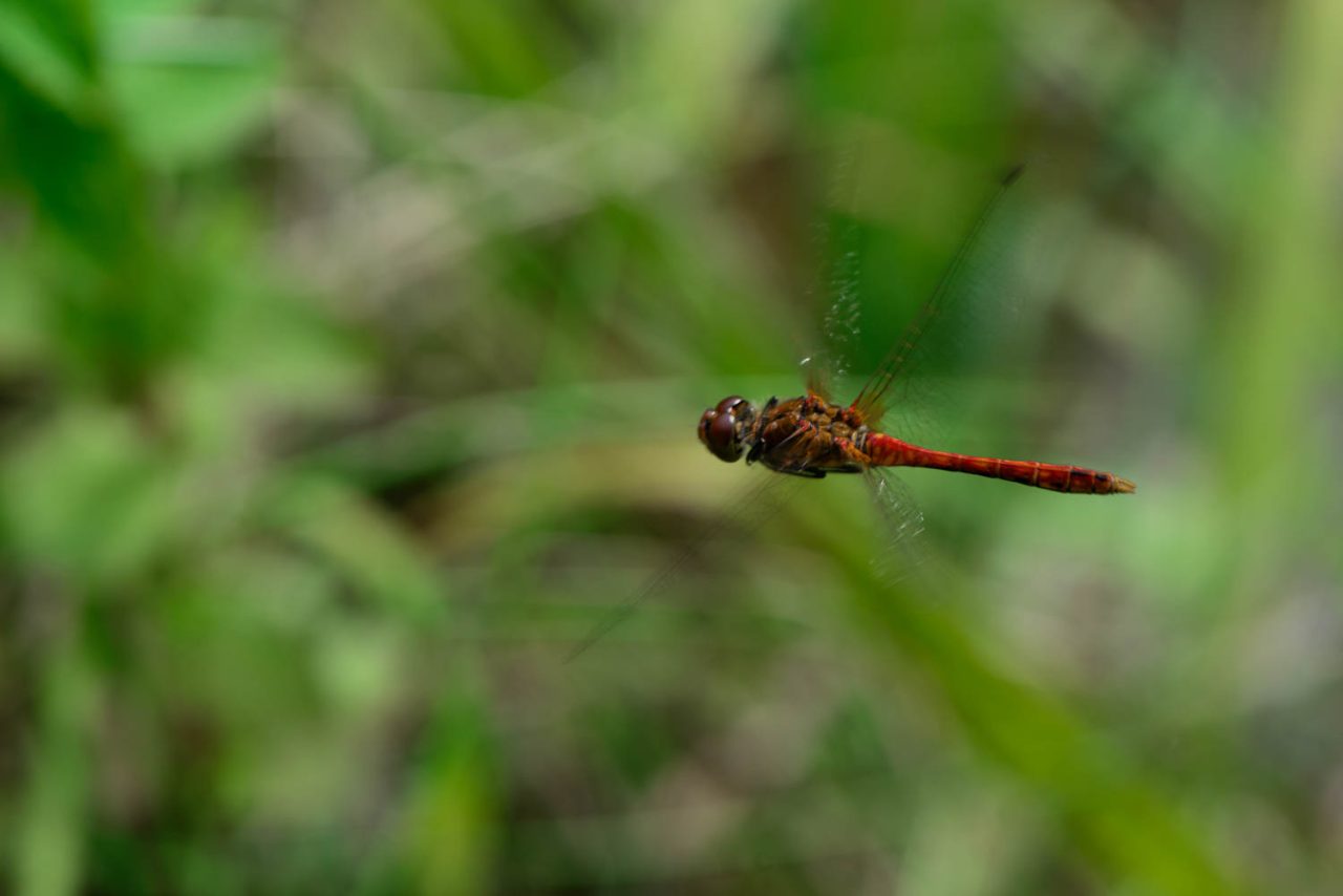 In Flight Dragonfly, Common Darter (Sympetrum striolatum) Male