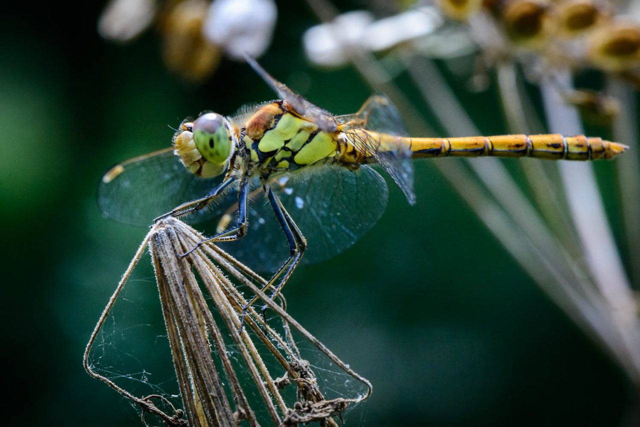 Female Common Darter (Sympetrum striolatu