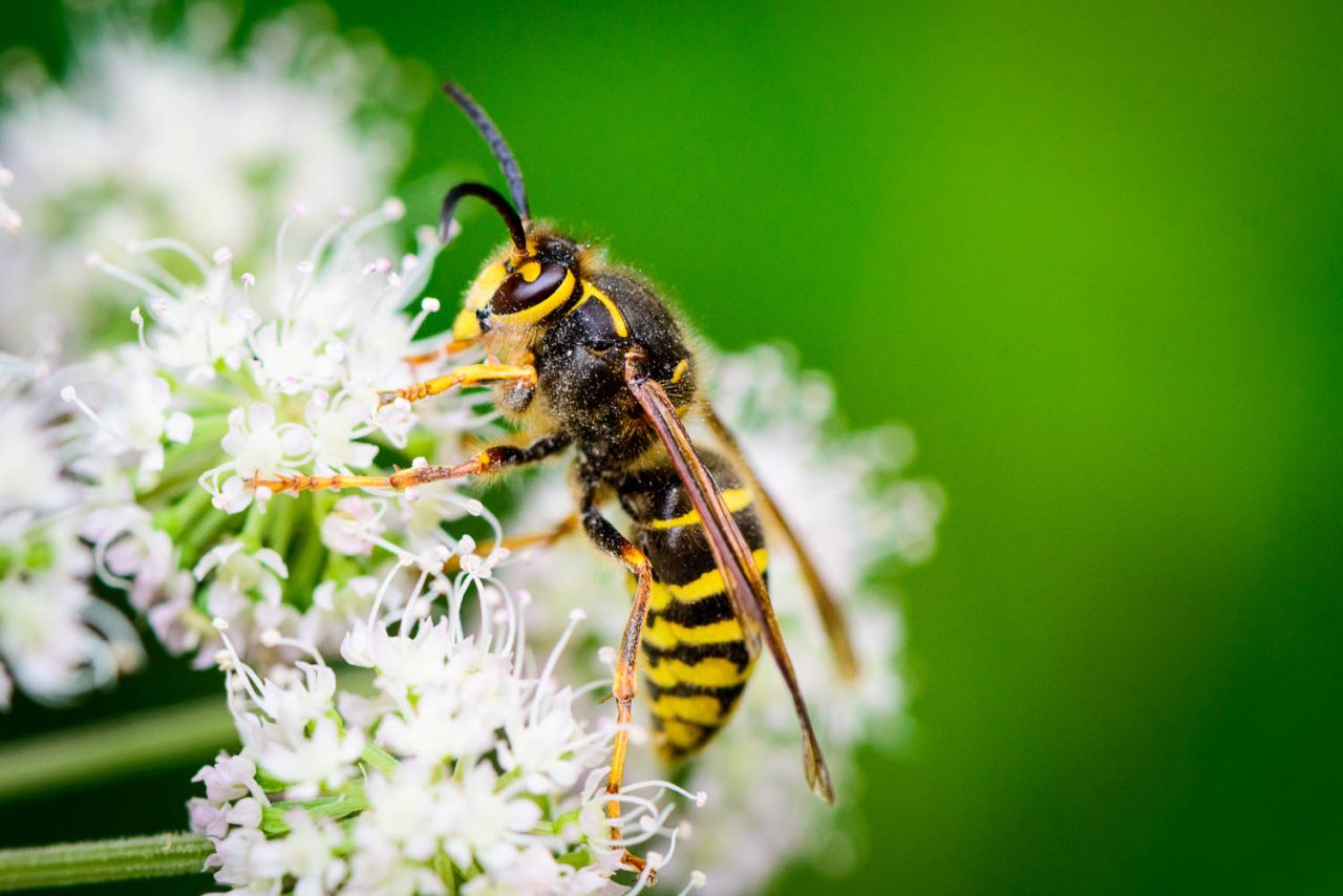Dusty Wasp