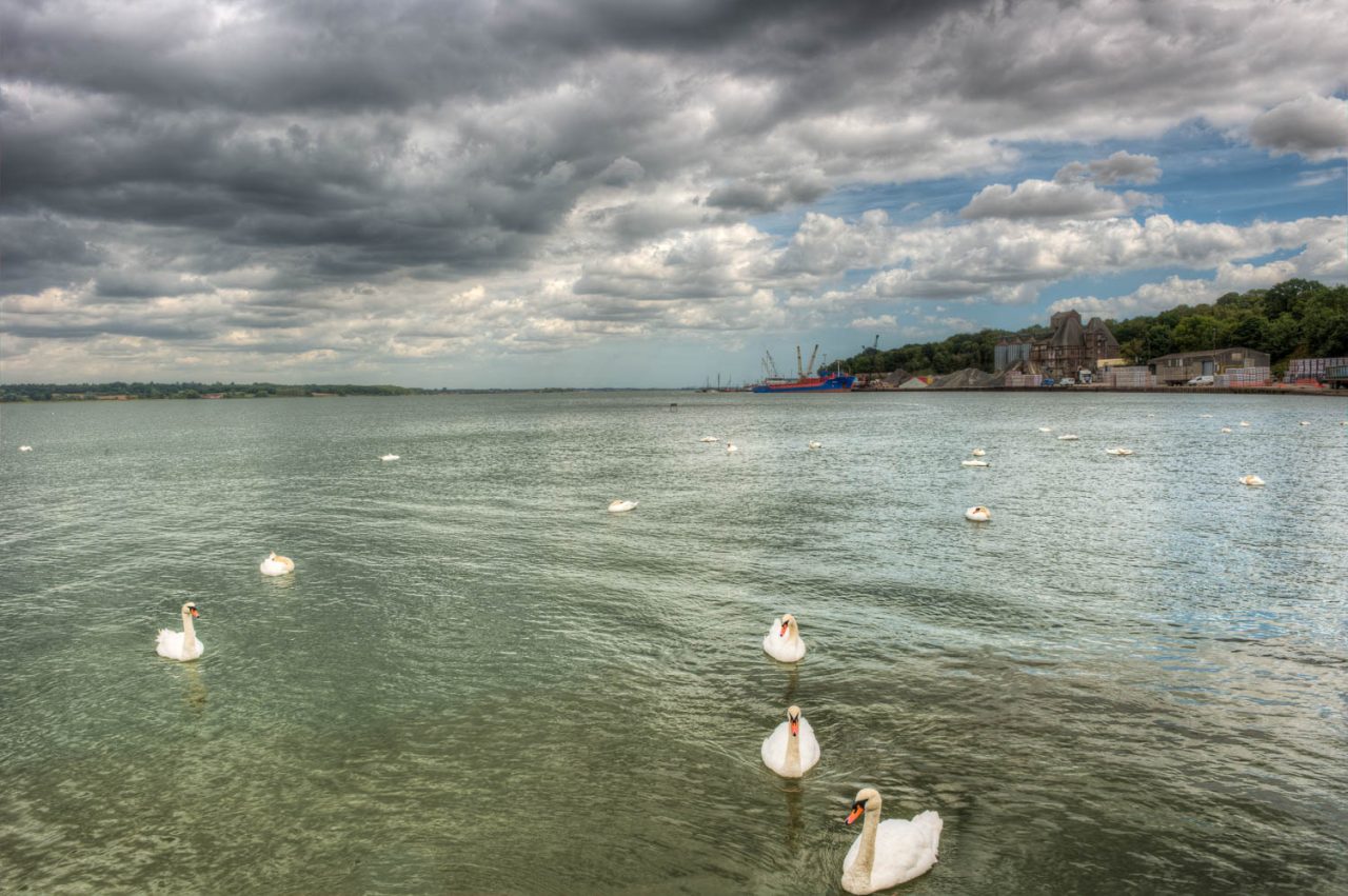 The Swans of Mistley