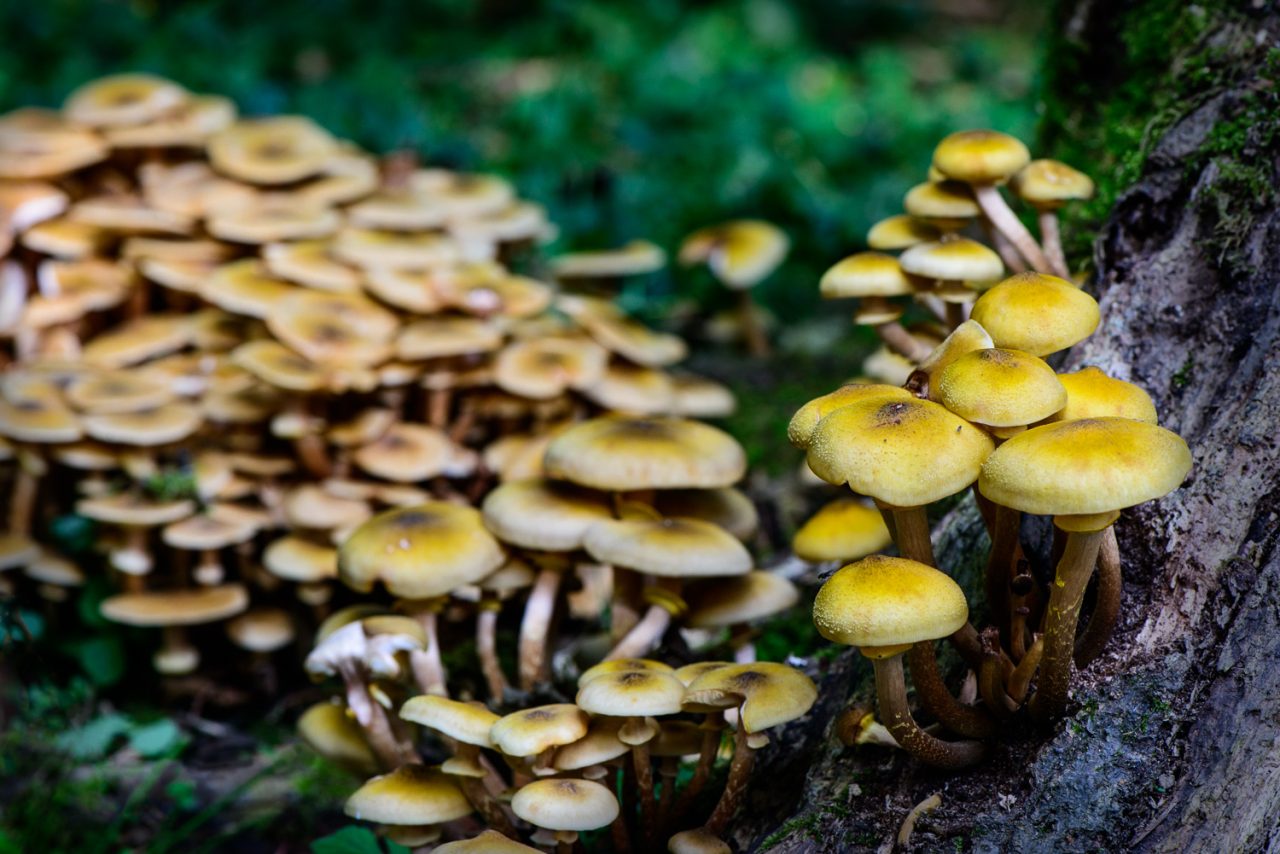 Mushroom City in Garnetts Wood