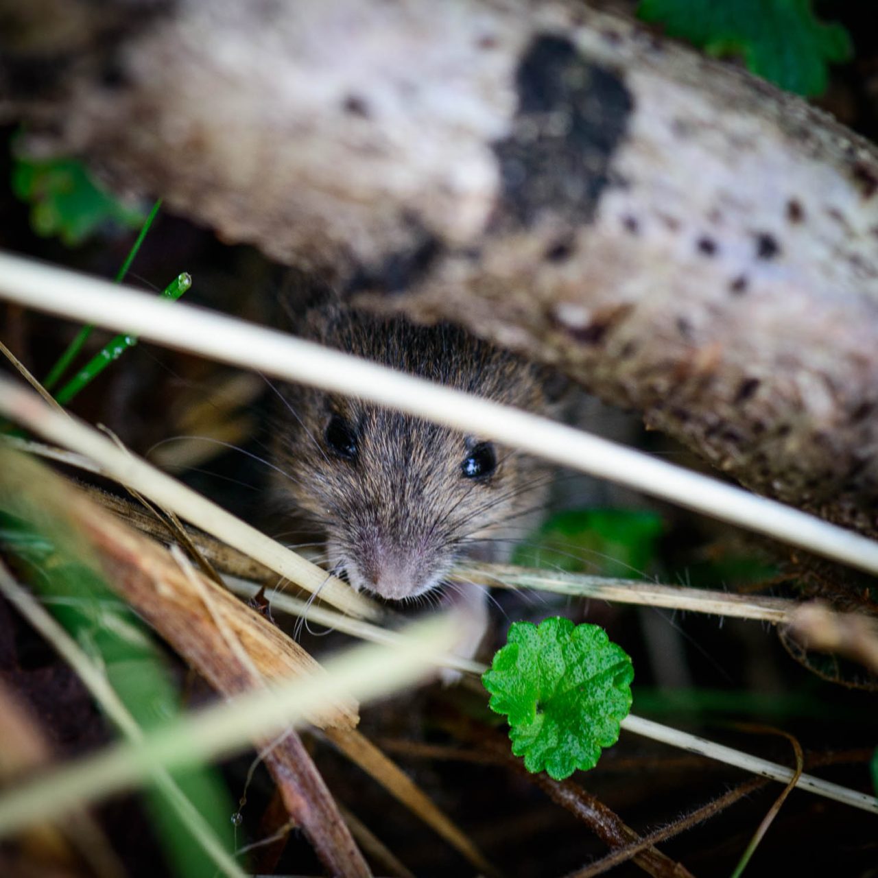 Peek a Boo